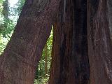 Henry Cowell SP 003